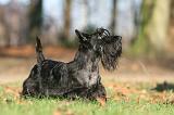 SCOTTISH TERRIER 028